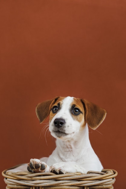 Foto retrato bonito do cachorrinho de jack russell terrier.