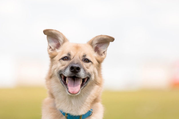 Retrato bonito do cão com um colarinho azul em um campo
