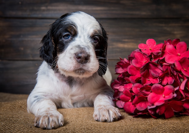 Retrato bonito do estúdio do cão de filhote de cachorro do setter inglês