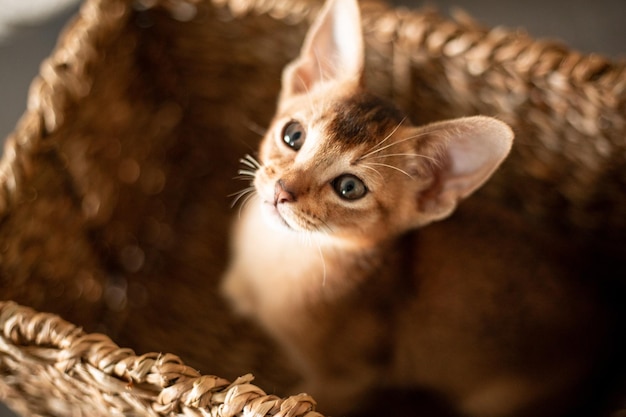 Retrato bonito gatinho vermelho abissínio com orelhas grandes na cesta marrom mais vime em casa