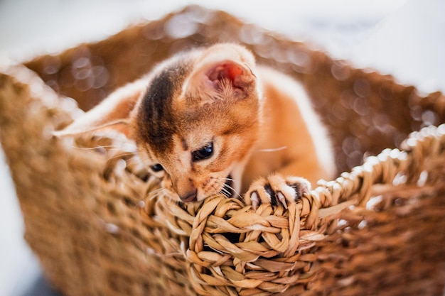 Retrato bonito gatinho vermelho abissínio com orelhas grandes na cesta marrom mais vime em casa