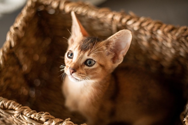 Retrato bonito gatinho vermelho abissínio com orelhas grandes na cesta marrom mais vime em casa