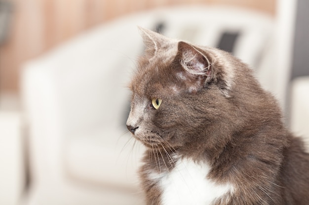 Retrato de un bonito gato chartreux con pelos largos y ojos amarillos.