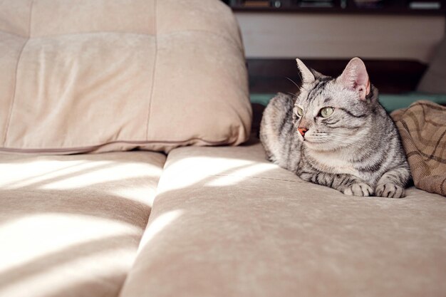 El retrato de un bonito gato está sentado en un sofá