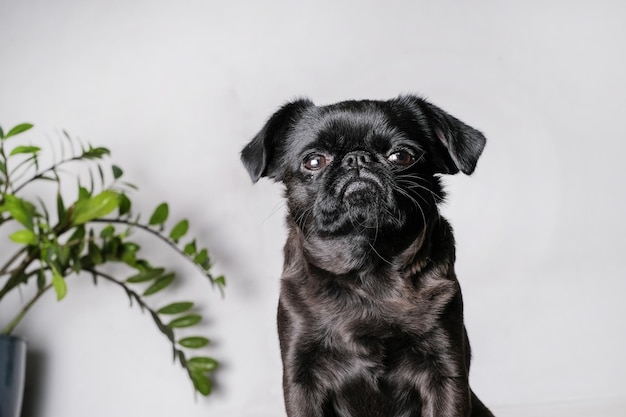 Retrato de un bonito perro brabancon o griffon mirando a la cámara con cara seria sentado sobre una pared blanca de cerca