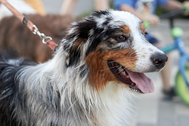 Retrato de un bonito perro tricolor con correa