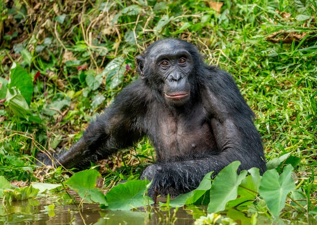 Retrato de un Bonobo en la naturaleza