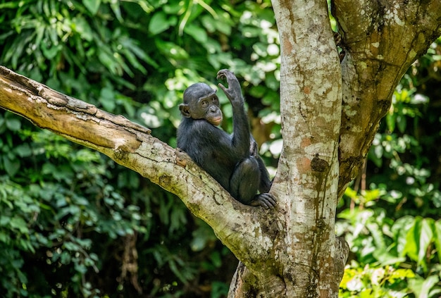 Retrato de un Bonobo en la naturaleza