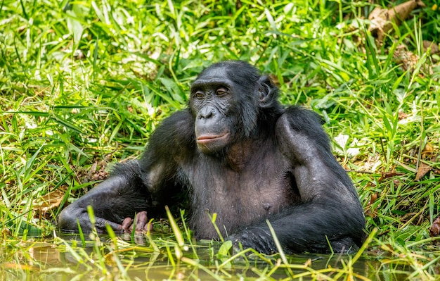 Retrato de un Bonobo en la naturaleza