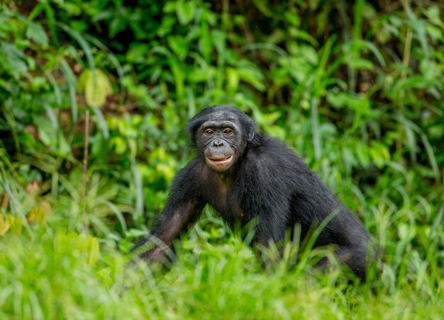 Retrato de un Bonobo en la naturaleza