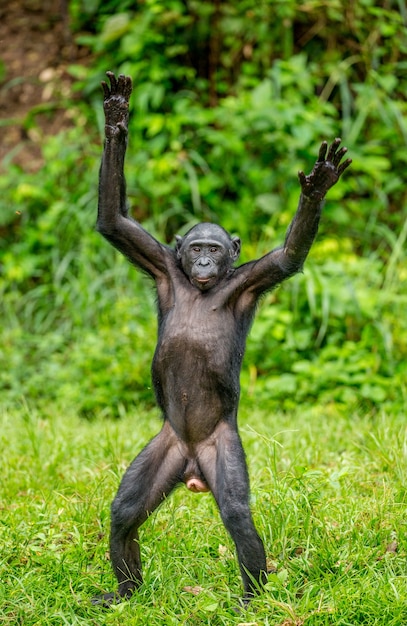 Retrato de un bonobo en la naturaleza