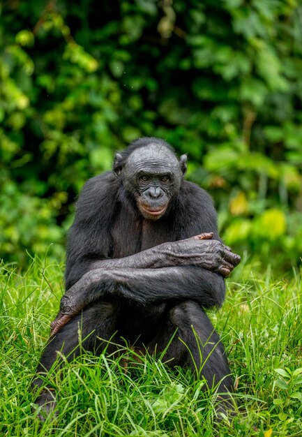 Retrato de un bonobo en la naturaleza