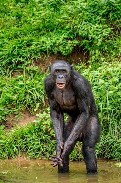 Retrato de un bonobo en la naturaleza