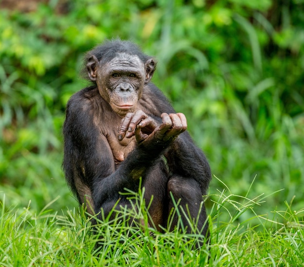 Retrato de un bonobo en la naturaleza