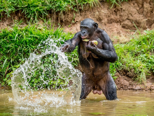 Retrato de un bonobo en la naturaleza