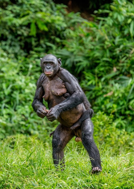 Retrato de un bonobo en la naturaleza