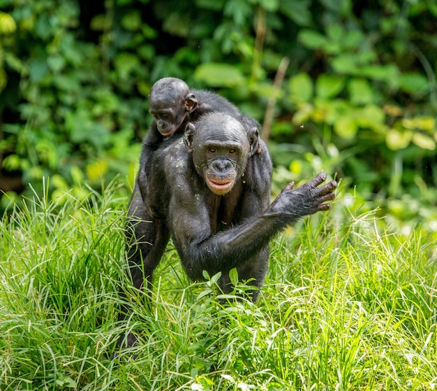 Retrato de un bonobo en la naturaleza