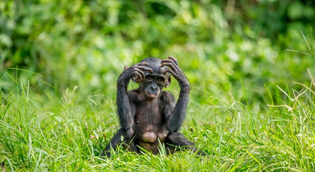 Retrato de un bonobo en la naturaleza