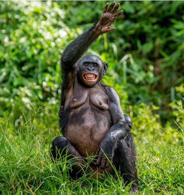 Retrato de un bonobo en la naturaleza