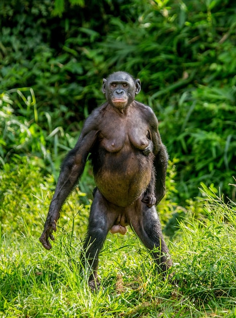 Retrato de un bonobo en la naturaleza