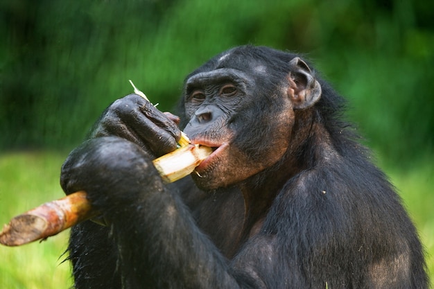 Retrato de bonobos. De cerca. República Democrática del Congo. Parque Nacional Lola Ya Bonobo.