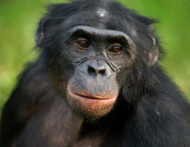 Retrato de bonobos. De cerca. República Democrática del Congo. Parque Nacional Lola Ya Bonobo.