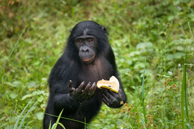 Retrato de bonobos. De cerca. República Democrática del Congo. Parque Nacional Lola Ya Bonobo.