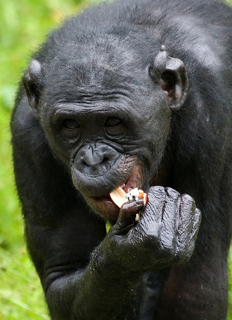 Retrato de bonobos. De cerca. República Democrática del Congo. Parque Nacional Lola Ya Bonobo.