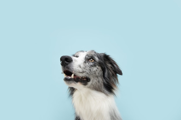 Retrato de border collie aislado sobre fondo azul claro