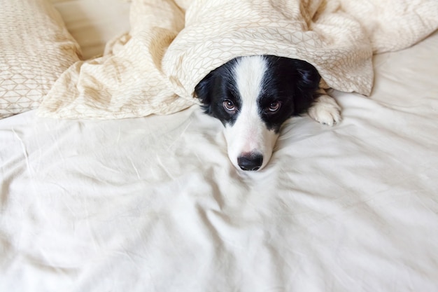 El retrato del border collie sonriente lindo del perrito pone en la manta de la almohada en cama. No me molestes déjame dormir. Perrito en casa acostado y durmiendo. Cuidado de mascotas y mascotas divertidas animales concepto de vida.