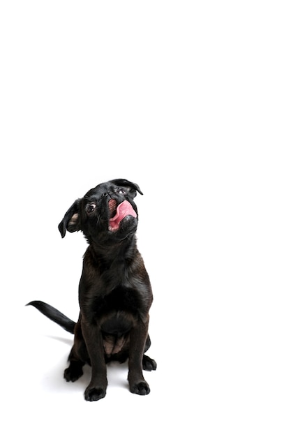 Retrato de brabancon cachorro de perro negro con cara divertida mirando a la cámara y lamiendo perro sobre fondo negro Copyspace