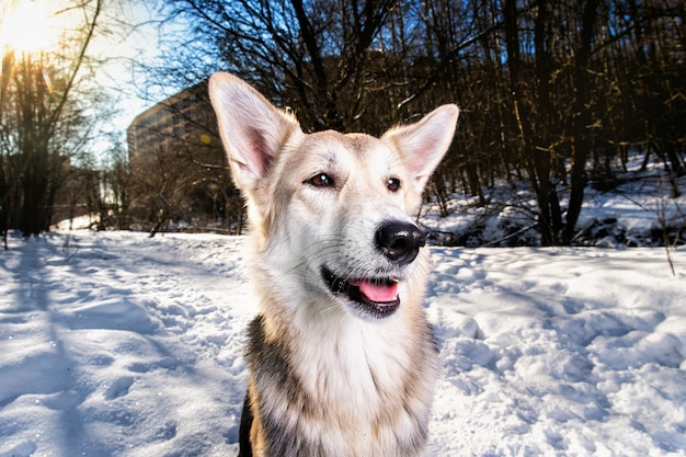 Retrato brilhante de um cão sem raça definida, parecendo uma raposa, sentado na neve em uma floresta de inverno