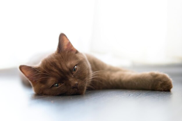 retrato, de, británico, shorthair, gato, mentira