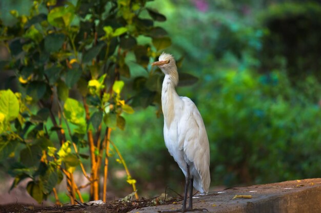 Retrato de Bubulcus ibis o Heron o comúnmente conocido como Garceta ganadera en el parque público de la India