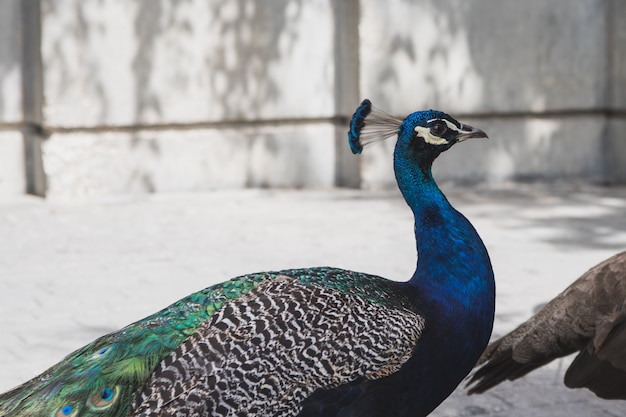 Retrato de buen pavo real macho en perfil