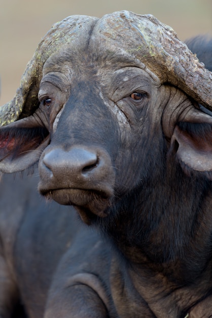 Retrato de búfalo del cabo