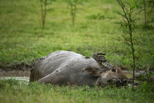 Retrato de búfalo salvaje con cuernos sentado en un estanque de agua pantanosa con vegetación alrededor en el santuario nacional y el bosque