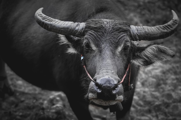 Retrato de un búfalo