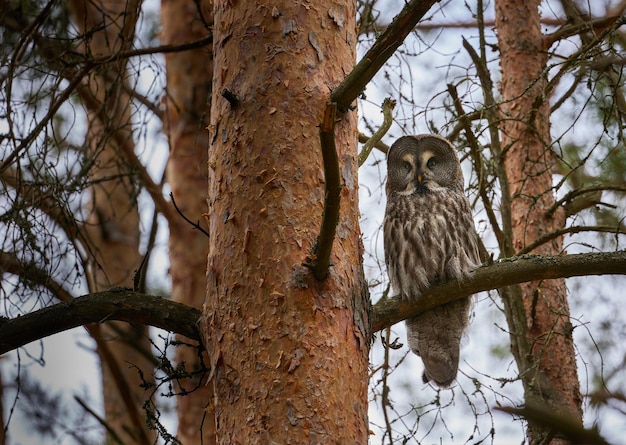 Retrato de un búho adulto sentado en una rama de pino en un bosque salvaje