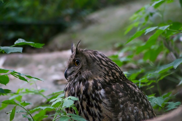 Retrato de un búho águila