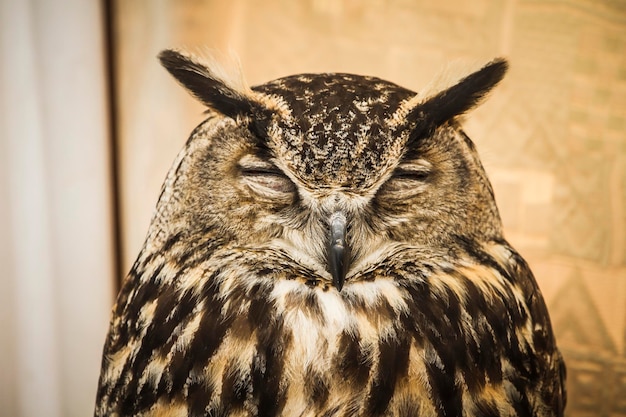 Foto retrato de búho, búho dorado, concepto de vida silvestre