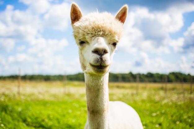 Retrato de búho en el campo contra el cielo