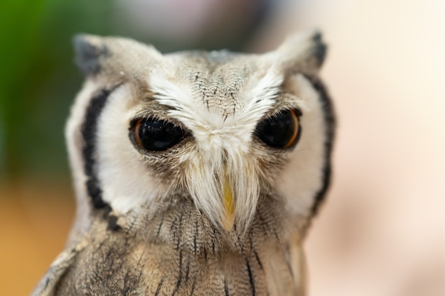 Retrato de búho de cara blanca de ojos grandes.