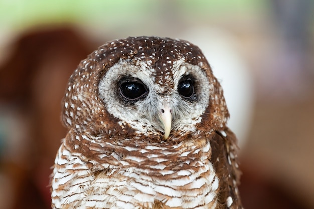 Retrato de un búho leonado, strix aluco.