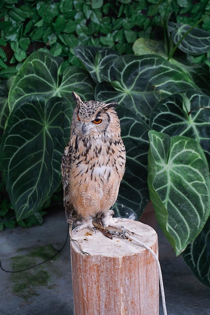 Retrato de búho de longitud completa encaramado en un tronco de madera con árbol de hojas verdes en el fondo