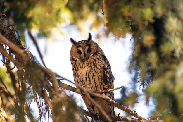 Retrato de un búho de orejas en el bosque