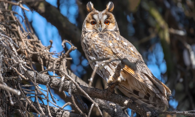 Retrato de un búho de orejas en una rama en el bosque