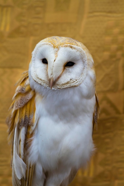 Retrato de búho, pájaro blanco