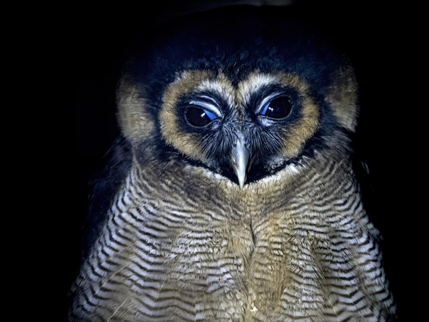 Retrato de búho de patas rojas mirándote aislado en negro