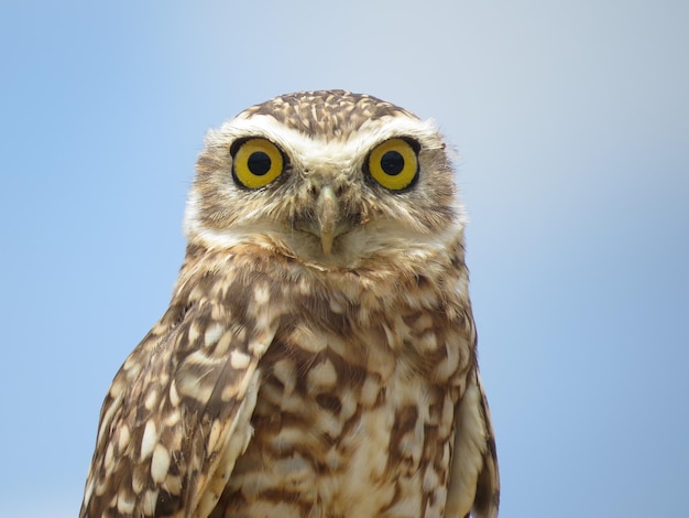 Foto retrato de búho en primer plano contra un cielo despejado